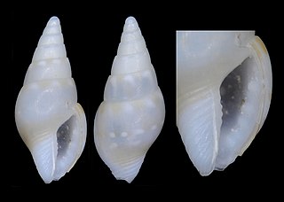 <i>Mitrella bellonae</i> Species of gastropod