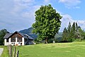 * Nomination A Tilia cordata, designated as a natural monument, in Mitterbach am Erlaufsee. By User:Haeferl --Braveheart 20:49, 31 October 2018 (UTC) * Decline  Oppose Insufficient quality. Sorry. It's not sharp, f/16 is too much, f/10 would be better. Halos around the trees too. --XRay 05:43, 1 November 2018 (UTC)