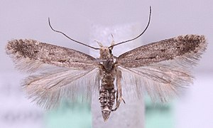 Monochroa tetragonella.jpg