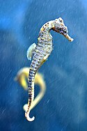 Moody Seahorse.jpg