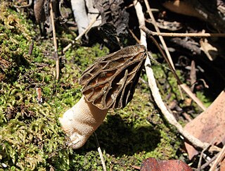 <i>Morchella disparilis</i> Species of fungus