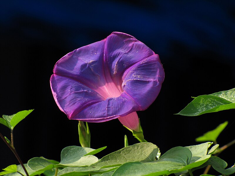 File:Morning glory 9520.jpg