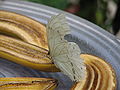 Morpho polyphemus, White Morpho butterfly