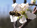 Mascle en una flor de Prunus.