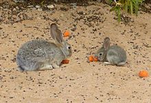 Mother and juvenile Mother and Juvenile Cottontail.jpg