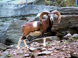 Mouflon 2.jpg