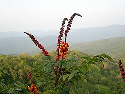 Candy corn plant in the Anshi National Park Wagatea spicata.jpg