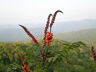 <i>Moullava spicata</i> Species of legume