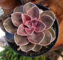 Echeveria 'Duchess of Nürnberg'