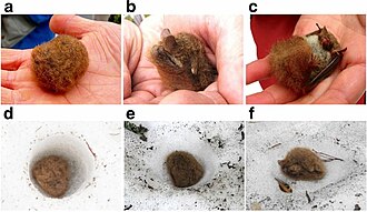 Ussuri tube-nosed bat hibernating within its snow hole Murina ussuriensis snow hole.jpg