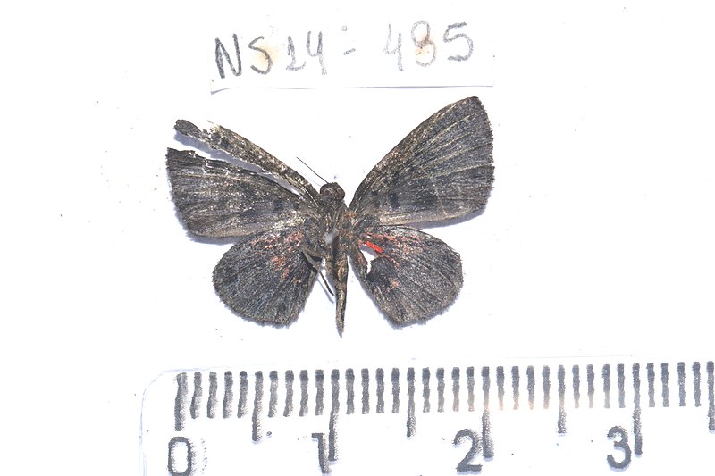 File:NS0495 Phaenochitonia cingulus (14884170727).jpg