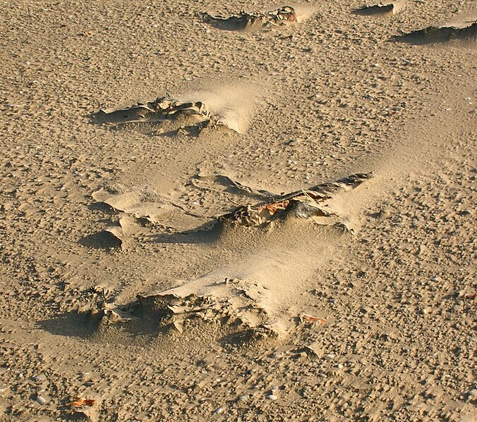 File:Nanodunes at Stevenston.JPG