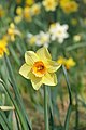 * Nomination Cream narcissus (Narcissus tazetta) in Colmar (Haut-Rhin, France). --Gzen92 12:07, 26 April 2022 (UTC) * Promotion  Support Good quality. --Steindy 18:22, 26 April 2022 (UTC)