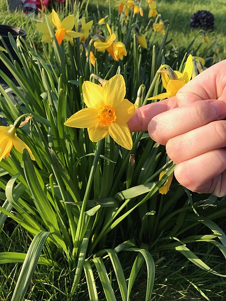 File:Narcissus 'Jetfire' 4.jpg