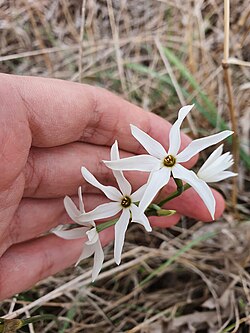 Narcissus elegans flowers.jpg