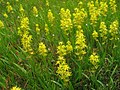 Tashiroyama moor, Fukushima pref., Japan