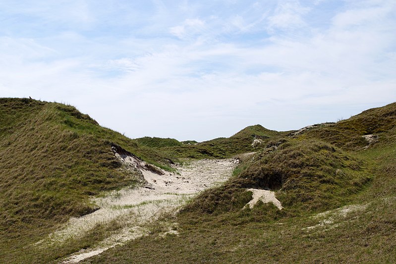 File:Nationalpark Niedersächsisches Wattenmeer - Norderney - Inselinneres (34).jpg