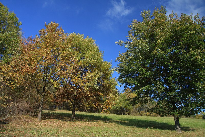 File:Natural monument Na Strazi in autumn 2011 (20).JPG