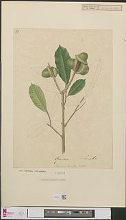 <i>Lithocarpus lucidus</i> Species of tree