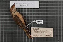 Centrum biologické rozmanitosti Naturalis - RMNH.AVES.130184 2 - Pachycephala orpheus wetterensis Hellmayer, 1914 - Pachycephalidae - vzorek kůže ptáka.jpeg