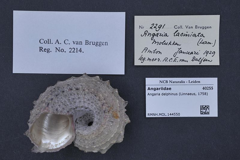 File:Naturalis Biodiversity Center - RMNH.MOL.144550 - Angaria delphinus (Linnaeus, 1758) - Angariidae - Mollusc shell.jpeg