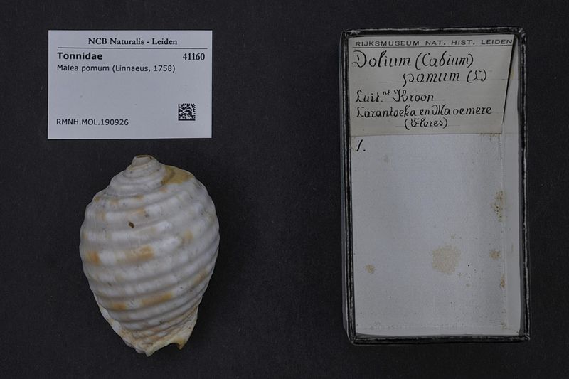 File:Naturalis Biodiversity Center - RMNH.MOL.190926 - Malea pomum (Linnaeus, 1758) - Tonnidae - Mollusc shell.jpeg