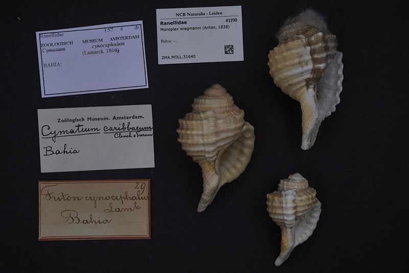 File:Naturalis Biodiversity Center - ZMA.MOLL.31640 - Monoplex wiegmanni (Anton, 1838) - Ranellidae - Mollusc shell.jpeg