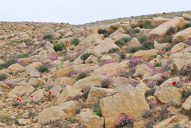 File:Negev Mountains in spring 2.jpg