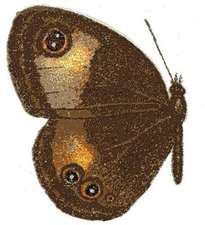 <i>Neocoenyra jordani</i> Species of butterfly