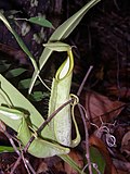 Thumbnail for Nepenthes hirsuta
