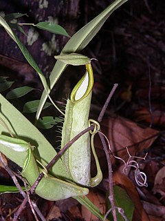 <i>Nepenthes hirsuta</i> Species of pitcher plant from Borneo