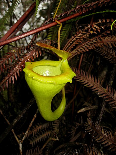 File:Nepenthes flava 1.JPG - Wikimedia Commons