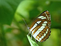 Kadavoor.JPG tomonidan Neptis hylas