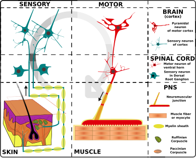 Nervous System Chart Functions