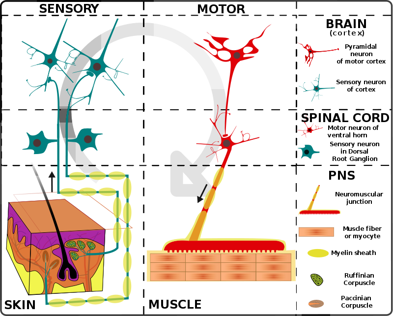 Simplified schema of basic nervous system function: signals are picked up by sensory receptors and sent to the spinal cord and brain, where processing occurs that results in signals sent back to the spinal cord and then out to motor neurons