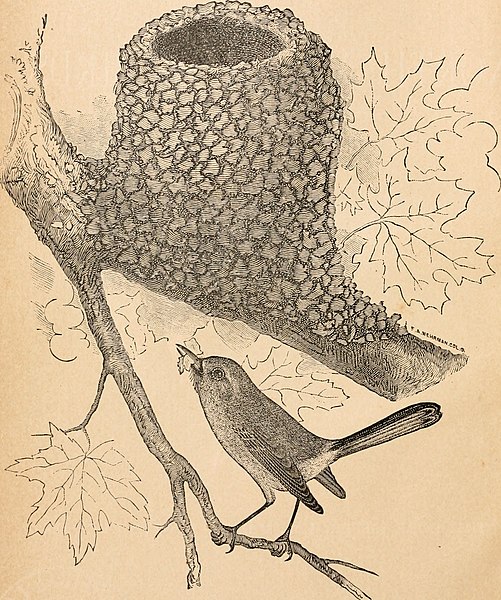 File:Nests and eggs of North American birds; (1889) (14770869653).jpg