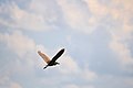 Night Heron - panoramio - NaturesFan1226 (1).jpg