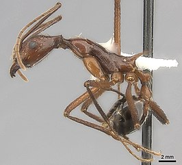 Aphaenogaster ensifera