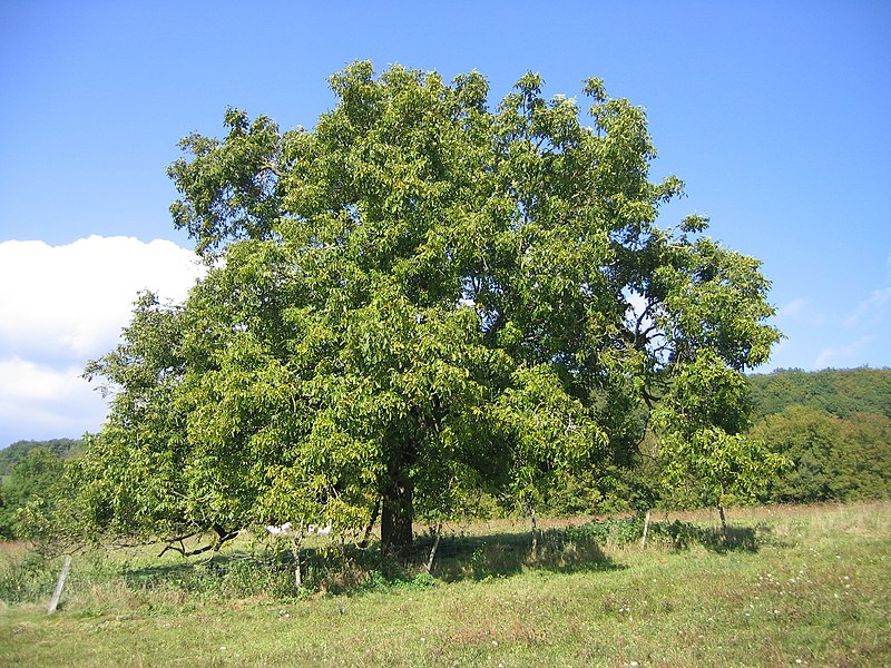 Грецкий орех, как вырастить урожайное дерево: посадка саженцев, уход, правила выращивания