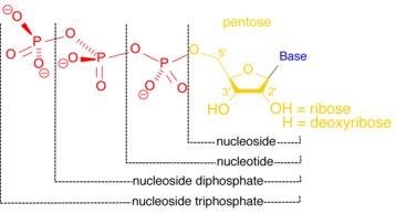 Nucleosides and nucleotides differ by one phosphate, which is cleaved from nucleotides by nucleotidases. Nucleoside nucleotide general format.png
