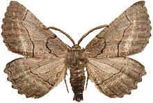 Nychiodes obscuraria male.jpg