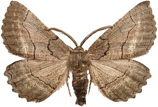 <i>Nychiodes</i> Genus of moths