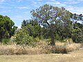 OIC north beach vegetation near kinsella court.jpg