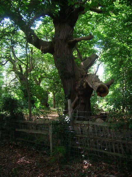 File:Oaks, The Park - geograph.org.uk - 898832.jpg