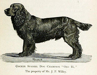 Obo II first American Cocker Spaniel