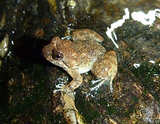 <i>Occidozyga semipalmata</i> Species of frog