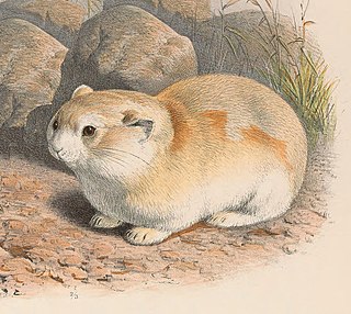 Koslovs pika Species of mammal