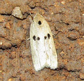 <i>Odites issikii</i> Species of moth