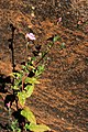 Oenothera rosea