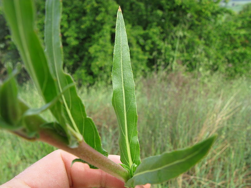 File:Oenothera stricta leaf3 stem (15680369535).jpg